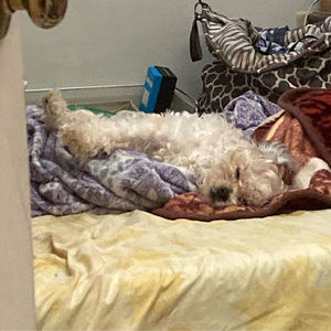 Meet your Posher, Peyton